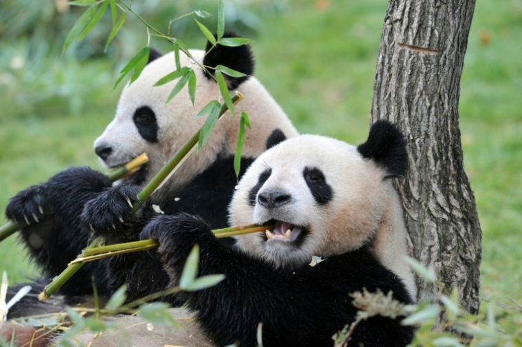 The female Huan-Huan (R) and male Yuan-Zi pandas, the two giant pandas recently arrived from China, are pictured on February 18, 2012  at the Beauval zoo in Saint-Aignan, central France, as part of the public opening.   AFP PHOTO / ALAIN JOCARD ( AFP / ALAIN JOCARD )