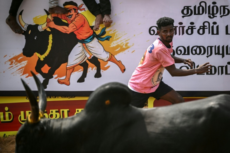 Saravanan B tente de maîtriser un taureau lors du festival annuel de "jallikatu" à Palamedu, près de Madurai, le 16 janvier 2026 en Inde ( AFP / R. Satish BABU )