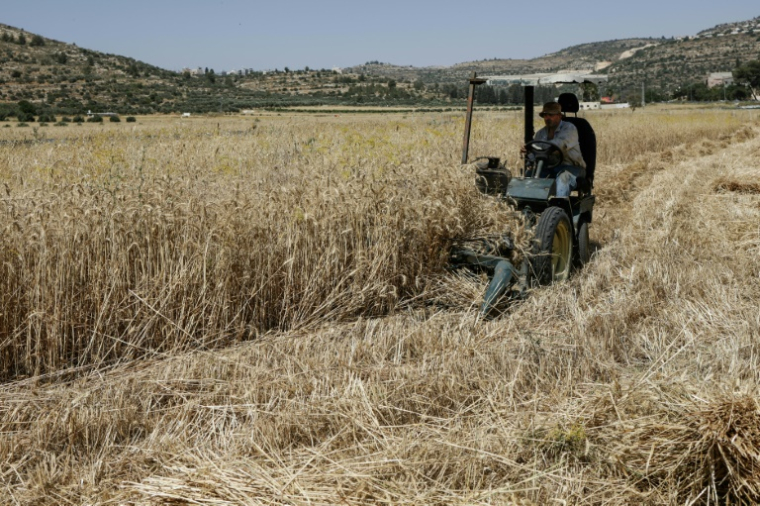 Récolte du blé dans un champ de la région d'As-Sawiyah, au sud de Naplouse, en Cisjordanie occupée, le 4 juin 2026 ( AFP / Zain JAAFAR )