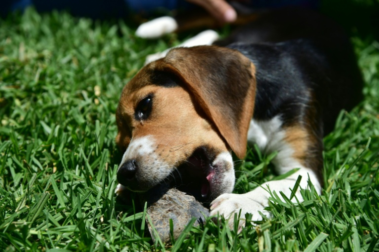Des animaux vont se souvenir s'être sentis mieux après avoir consommé une plante spécifique et la mangeront de nouveau quand ils ressentiront un symptôme similaire ( AFP / ROBYN BECK )