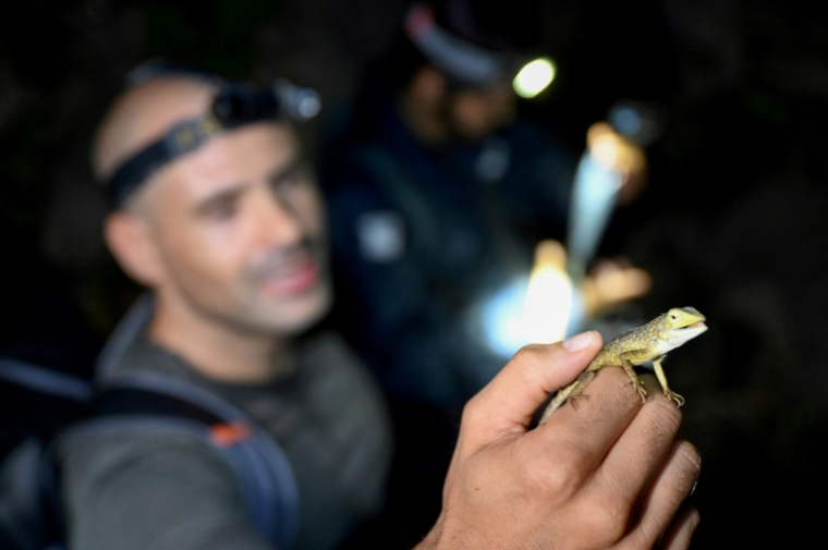 Pablo Sinovas, de l'ONG Fauna & Flora, avec un lézard en main dans une grotte de Phnom Proek, dans la province de Battambang, au Cambodge, le 22 juillet 2025 ( AFP / TANG CHHIN Sothy )