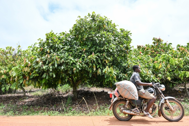 Un motocycliste passe devant une plantation de cacao près de Bouaflé (Côte d'Ivoire), le 16 septembre 2026 ( AFP / Issouf SANOGO )