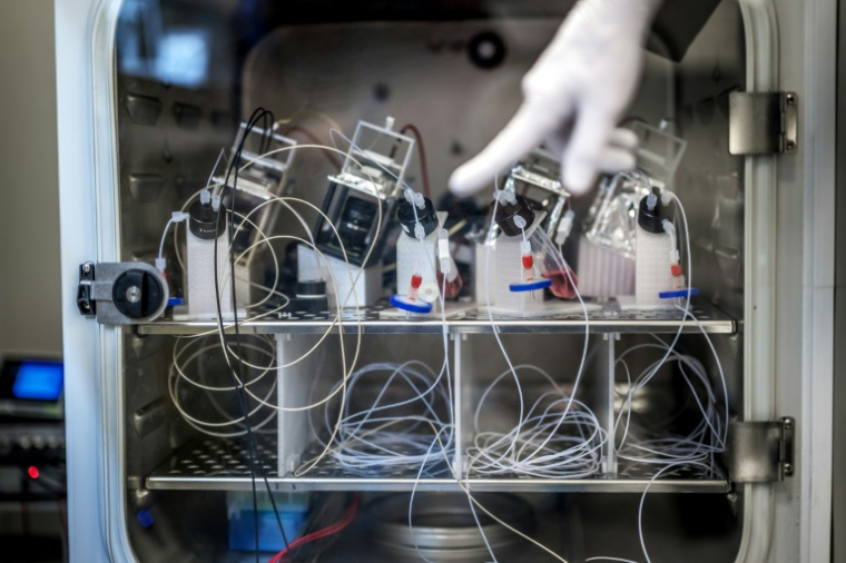 Fred Jordan, cofondateur de la start-up FinalSpark, montre des dispositifs contenant des cellules cérébrales humaines à l'intérieur d'un réfrigérateur de laboratoire à Vevey, le 3 octobre 2025 en Suisse ( AFP / Fabrice COFFRINI )