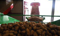 Production en hausse, prix en berne: la Belgique inquiète pour ses patates