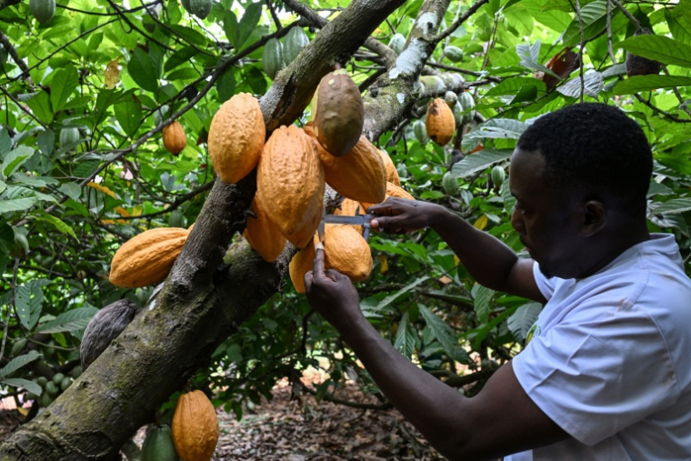 Le généticien Caudou Trebissou mesure des cabosses de cacao dans une parcelle appartenant au Centre national de recherche agronomique (CNRA), près de Divo (Côte d'Ivoire), le 15 septembre 2026 ( AFP / Issouf SANOGO )