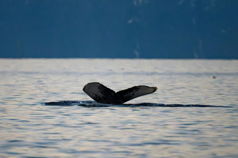 Une baleine à bosse dans le fjord de Skjervoy, dans le nord de la Norvège, à l'intérieur du cercle polaire arctique, le 11 novembre 2024 ( AFP / Olivier MORIN )