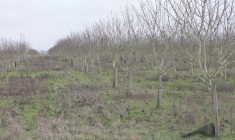 "Contrats d'avenir" agricoles: Lecornu dans un verger d'amandiers