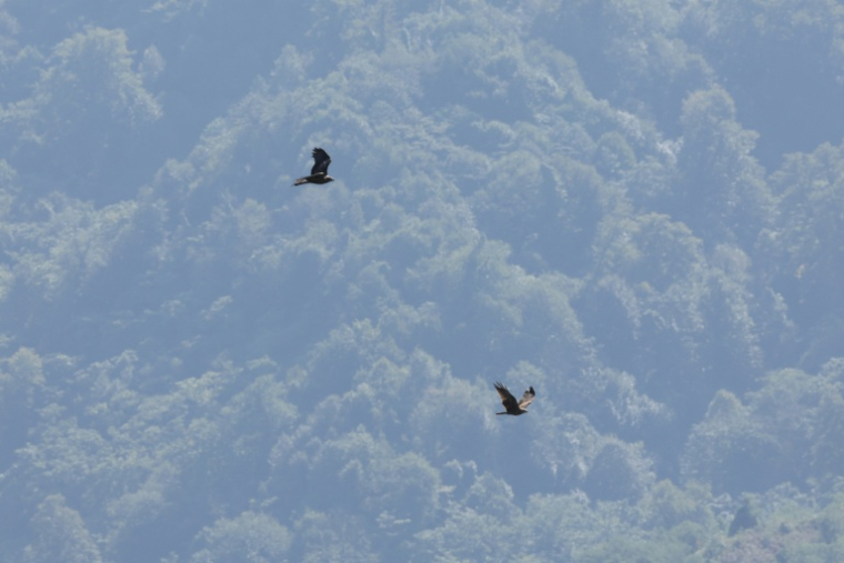 Des rapaces migrent par le "goulot d’étranglement de Batoumi", formé par la mer Noire et les montagnes du Caucase, le 23 septembre 2026 à Sakhalvasho, en Géorgie ( AFP / Giorgi ARJEVANIDZE )