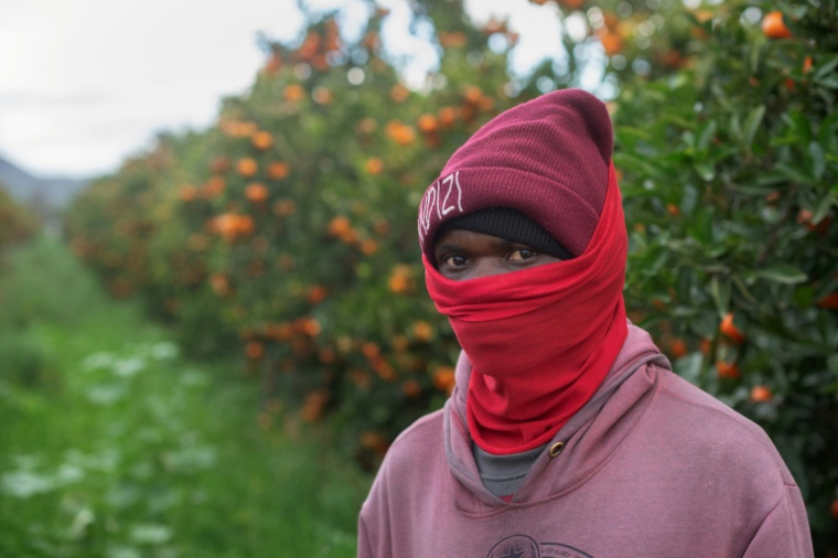 Un ouvrier agricole malawite dans un verger d'agrumes dans une exploitation agricole proche de la ville de Robertson, dans la province du Cap-Occidental (Afrique du Sud), le 9 juillet 2026 ( AFP / RODGER BOSCH )