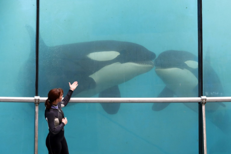 Des orques au Marineland d'Antibes, le 17 mars 2016 ( AFP / VALERY HACHE )