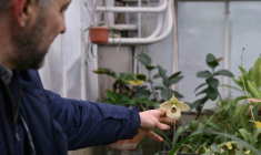 Roman Ivannikov, chef du département des plantes tropicales et subtropicales du jardin botanique national Gryshko de l'Académie nationale des sciences d'Ukraine, regarde d'orchidée dans la serre du jardin, le 11 février 2026 à Kiev ( AFP / Genya SAVILOV )