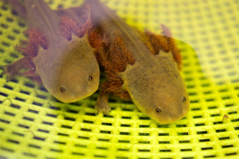 Des achoques (Ambystoma dumerilii) dans la réserve de protection de la communauté indigène de San Jeronimo Purenchecuaro, sur les rives du lac Patzcuaro, dans l'État du Michoacan, au Mexique, le 11 juin 2025 ( AFP / Enrique Castro )