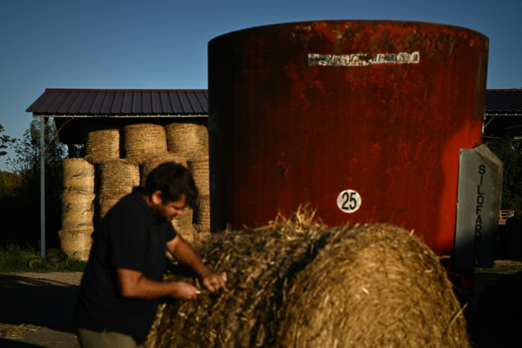 Un agriculteur prépare de la paille pour nourrir son bétail en raison du manque d'herbe de pâturage dû à la sécheresse, à Coutras, dans le sud-ouest de la France, le 22 septembre 2026 ( AFP / Philippe LOPEZ )