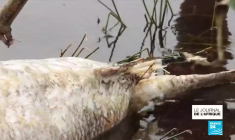 Ouganda : le mystère des poissons morts dans le Lac Victoria