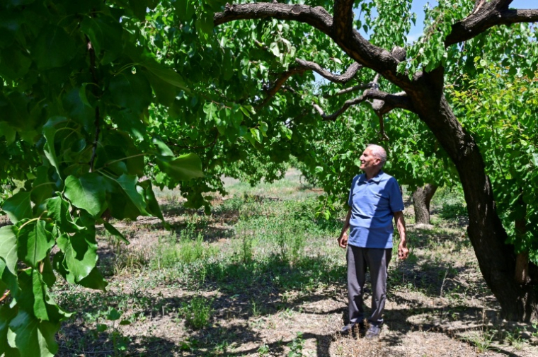 Aramais Kazaryan, producteur d'abricots âgé de 75 ans, se tient dans son verger du village de Vosketap, dans la vallée de l'Ararat, en Arménie, le 9 juin 2026. ( AFP / KAREN MINASYAN )