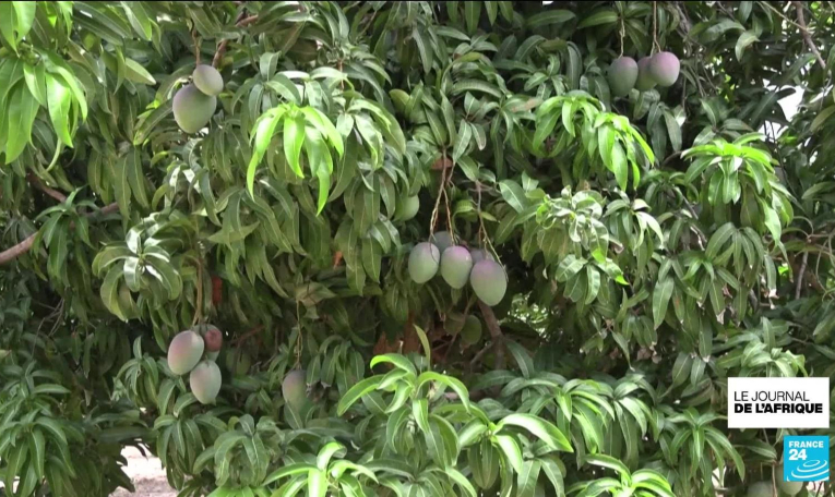 Sénégal : les agro-influenceurs gagnent du terrain