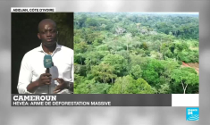 L'hévéa, arme de déforestation massive au Cameroun