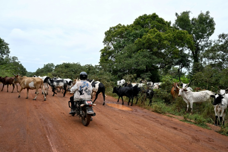 Un troupeau de vache traverse une piste près du village de Bave dans le parc national de la Comoè, dans le nord-est de la Côte d'Ivoire, le 10 octobre 2025.  ( AFP / Issouf SANOGO )