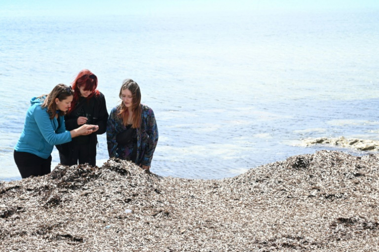 Kristina Pikelj (g), professeure de géologie à l'Université de Zagreb, et deux de ses élèves participent à un projet de protection de l'environnement et des posidonies sur la plage de Sakarun, sur l'île de Dugi Otok, le 8 mai 2025 en Croatie ( AFP / ELVIS BARUKCIC )
