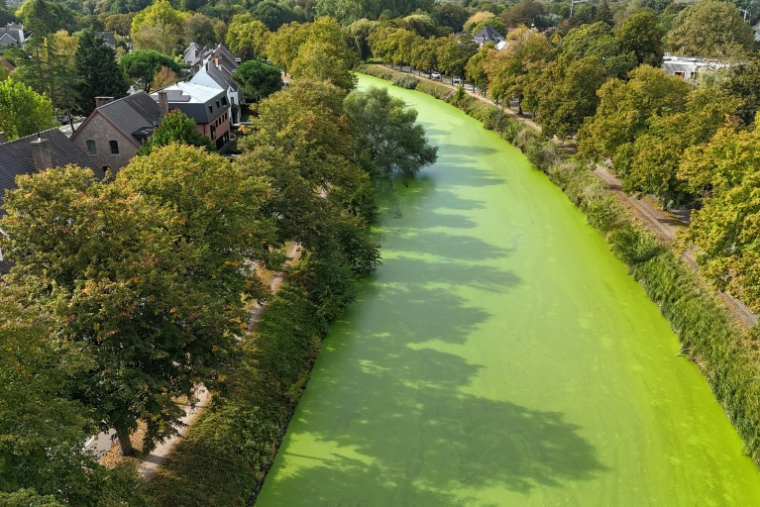Les voies d'eau de Gand, en Belgique, envahies de lentilles d'eau, le 1er octobre 2026 ( AFP / Nicolas TUCAT )