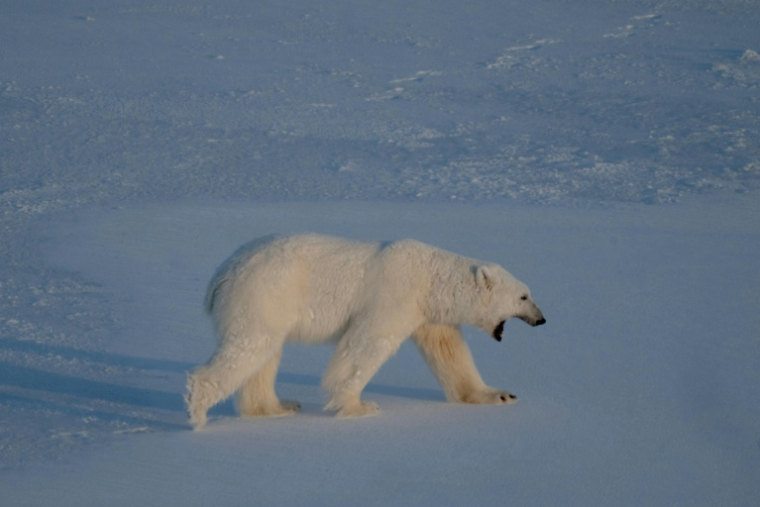 Un ours polaire sur la banquise près des glaciers de l'est du Spitzberg, dans l'archipel du Svalbard, le 9 avril 2025 ( AFP / Olivier MORIN )