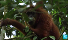 Indonésie : Jakarta, une capitale sous les eaux