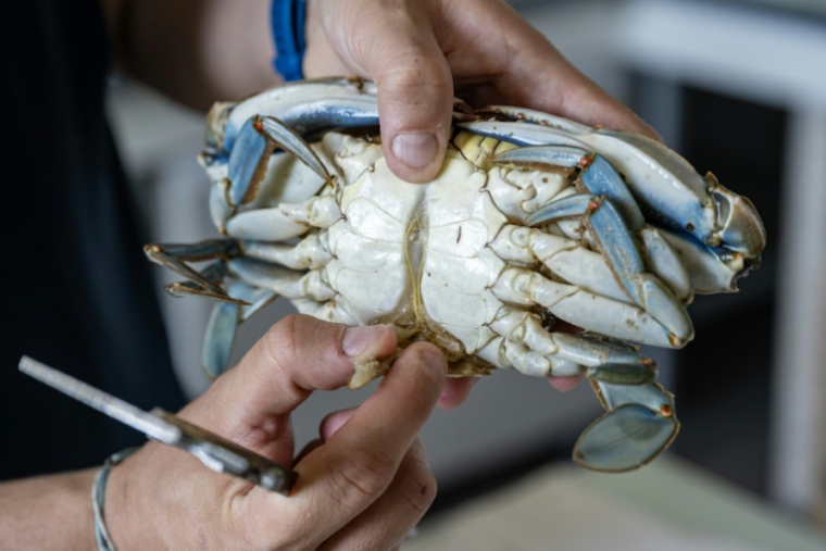 Un biologiste montre les organes génitaux d'un crabe bleu (Callinectes sapidus) au laboratoire de l'Institut méditerranéen d'océanographie (MIO) à Marseille, le 28 mai 2026 dans les Bouches-du-Rhône ( AFP / MIGUEL MEDINA )