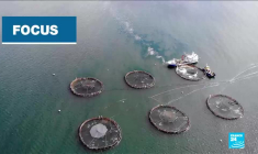 Écosse : les ravages sanitaires de l'élevage intensif des saumons