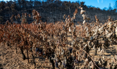 Un vignoble dévasté par un feu de forêt à Correns, dans le Var, le 17 août 2026  ( AFP / Miguel MEDINA )