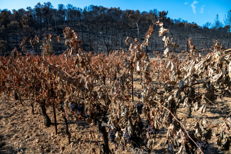 Un vignoble dévasté par un feu de forêt à Correns, dans le Var, le 17 août 2026  ( AFP / Miguel MEDINA )
