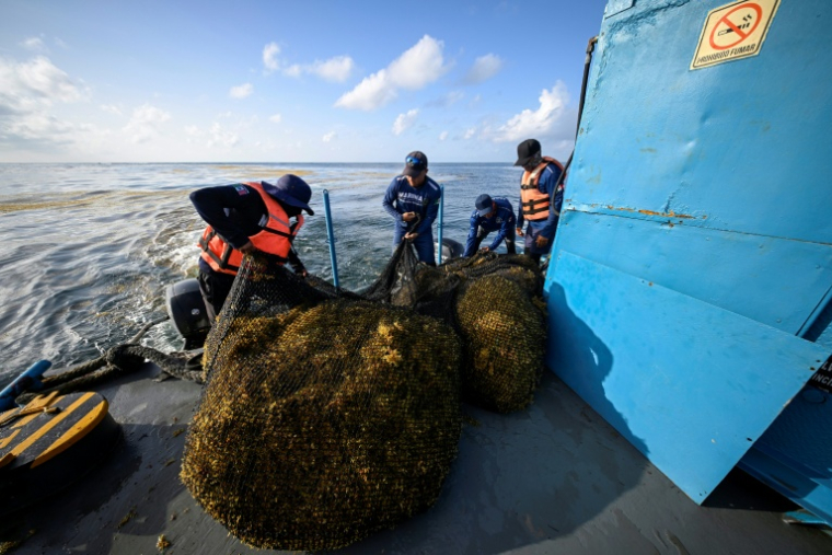 Des membres de la marine mexicaine manipulent des sacs remplis de sargasses récoltées à bord d'un navire de collecte, au large de Puerto Morelos, dans l'État de Quintana Roo (Mexique), le 6 août 2026 ( AFP / Alfredo ESTRELLA )