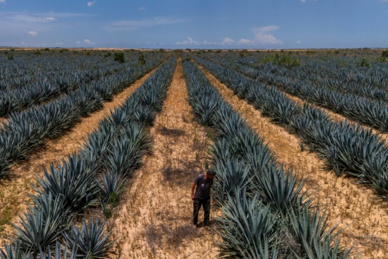L'agriculteur israélien Eran Braverman inspecte un champ d'agave à la périphérie d'Urim, dans le nord du désert du Néguev, près de la frontière israélienne avec Gaza, le 4 mai 2025 ( AFP / Menahem Kahana )