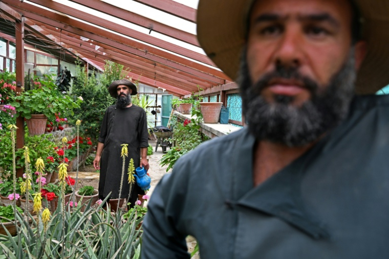 Des paysans afghans s'occupent de plants le 11 mai 2026 dans le district de Paghman, près de Kaboul, en Afghanistan ( AFP / Wakil KOHSAR )