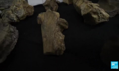 Le plus grand dinosaure du continent européen découvert en Angleterre