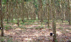 La Compagnie Financière Michelin, s’engage à acquérir la totalité des actions non détenues de SIPH au prix unitaire de 85 euros. (© SIPH)