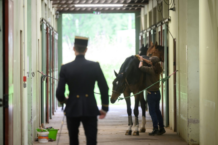 Une palefrenière du Cadre Noir de Saumur prépare un cheval pour un écuyer avant un spectacle matinal, le 5 juin 2025 en Maine-et-Loire ( AFP / Loic VENANCE )