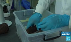 Adjata Kamara récompensée : la chercheuse agronome étudie les ignames