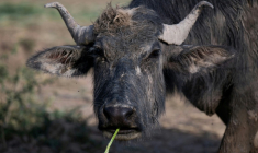 Un buffle broute de l'herbe dans les marais de Hawizeh, dans le sud de l'Irak le 26 avril 2026 ( AFP / Hussein FALEH )