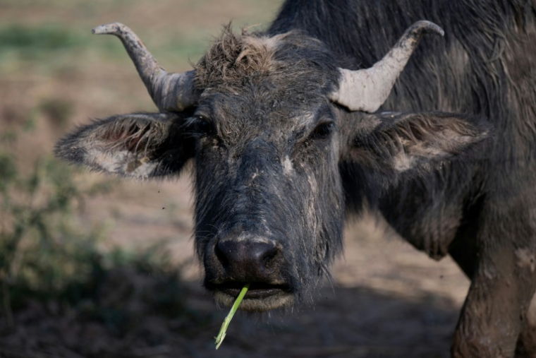 Un buffle broute de l'herbe dans les marais de Hawizeh, dans le sud de l'Irak le 26 avril 2026 ( AFP / Hussein FALEH )