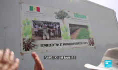 Une fragile muraille verte en Afrique