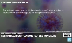 Les hantavirus: des zoonoses transmises par les déjections des rongeurs