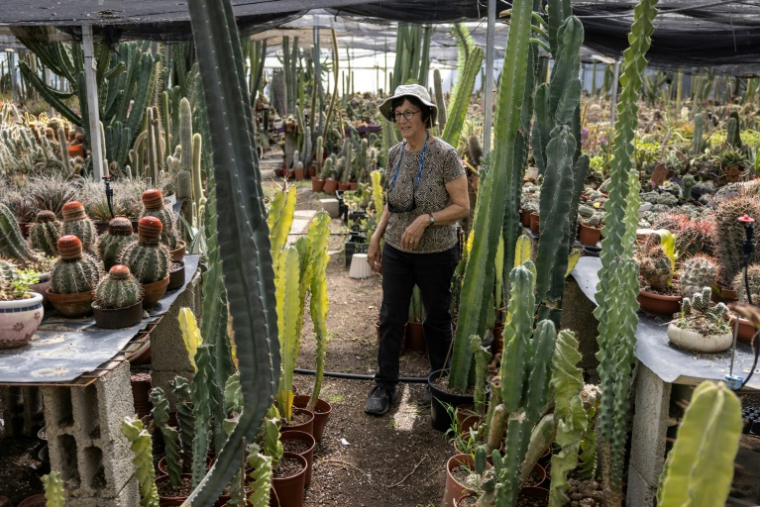 Sheila Gerber, gérante d'un jardin botanique et d'une plantation de cactus, inspecte ses plantes dans le village de Talmei Yossef, le 21 mai 2025 dans le sud d'Israël ( AFP / Menahem KAHANA )