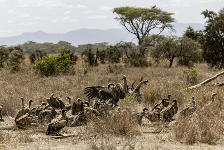 Des vautours se repaissent de la carcasse d'une éléphante dans la réserve de Kimana, près du parc national kényan d'Amboseli, le 12 août 2026  ( AFP / SIMON MAINA )