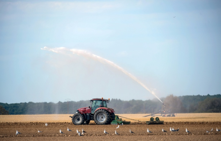 Culture de la betterave et de la carotte le 10 août 2020, près d'Illiers-Combray, en Eure-et-Loir. ( AFP / JEAN-FRANCOIS MONIER                 )