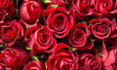 Offrir des roses rouges à la Saint-Valentin est une tradition. (illustration) (Pixabay / Pexels)