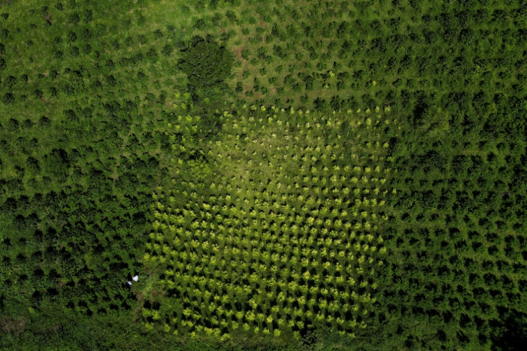 Vue aérienne d'une plantation mixte de café et de feuilles de coca à Argelia, dans le département du Cauca, en Colombie, le 6 mai 2025 ( AFP / JUAN RESTREPO )