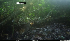 Malaisie: l'un des félins les plus rares au monde aperçu à Bornéo