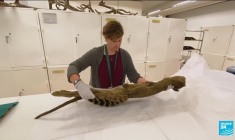 Pour la première fois, l'ARN d'une espèce éteinte a été récupéré