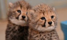 Deux bébés guépards au zoo Lunaret à Montpellier, le 22 octobre 2026. ( AFP / Sylvain THOMAS )