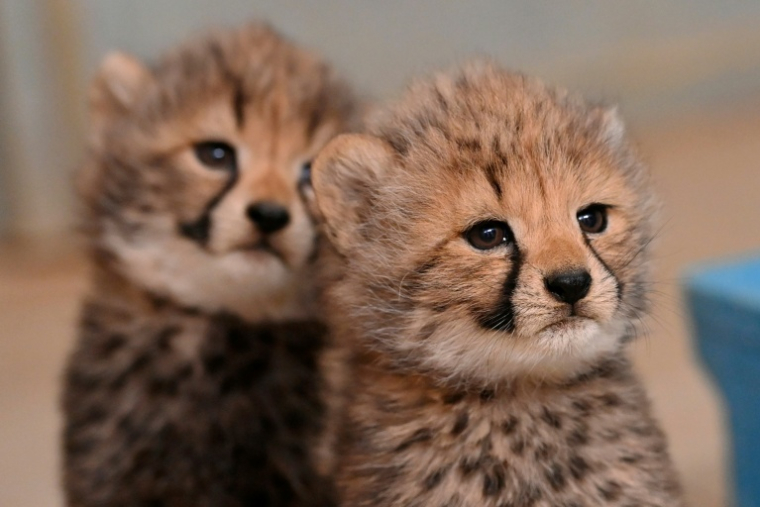 Des bébés guépards nés au zoo Ldu unaret à Montpellier, le 22 octobre 2026 dans l'Hérault ( AFP / Sylvain THOMAS )